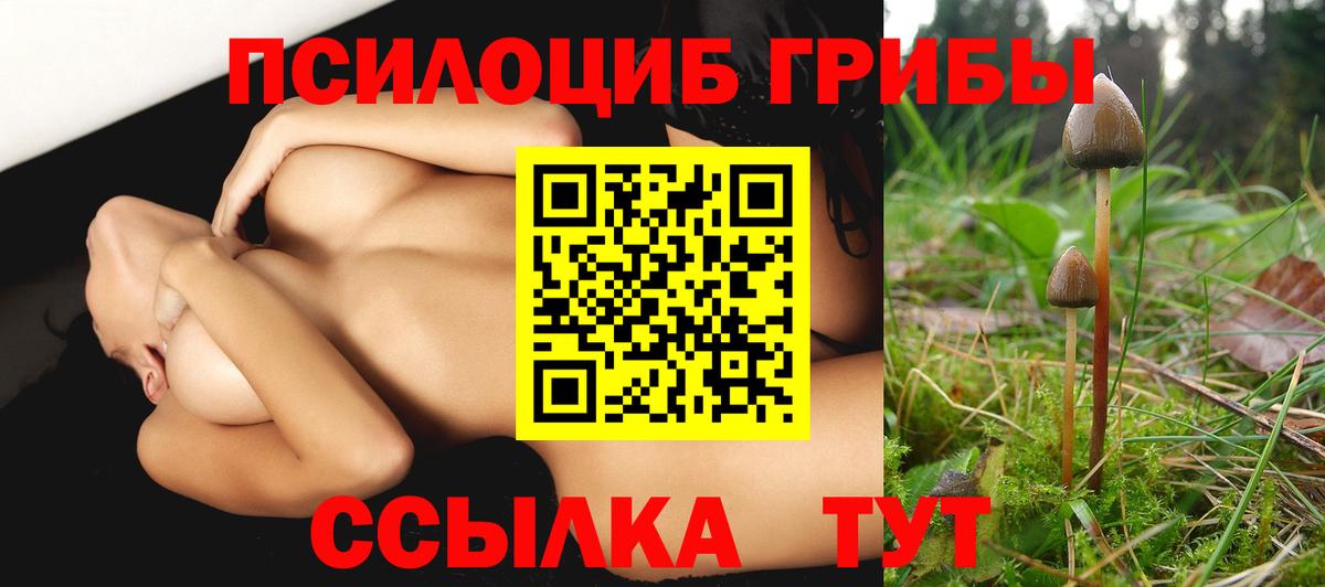 Псилоцибиновые грибы Psilocybe Унеча
